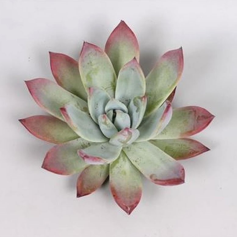 ECHEVERIA COLORATA BRANTI 9cm