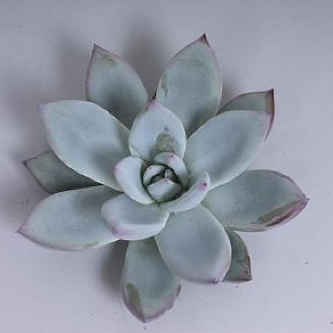 ECHEVERIA COLORATA ICE 10cm