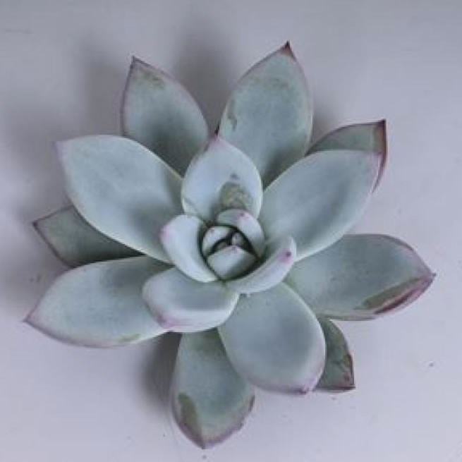 ECHEVERIA COLORATA ICE 12cm