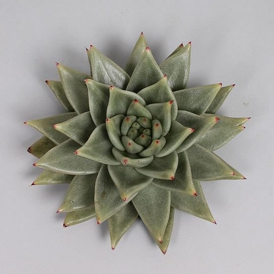 ECHEVERIA CORDEROY 9cm