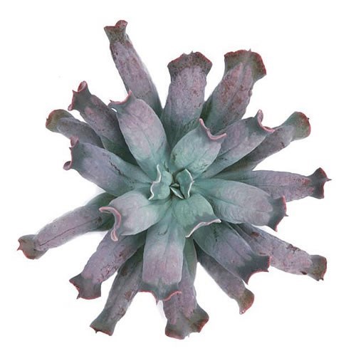 ECHEVERIA CULEBRA 12CM