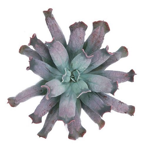 ECHEVERIA CULEBRA 17CM