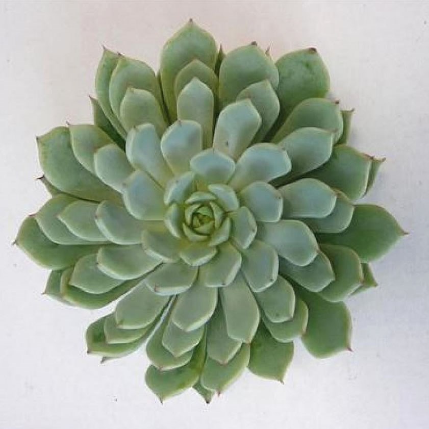 ECHEVERIA DERENBERGII BLUE 9cm