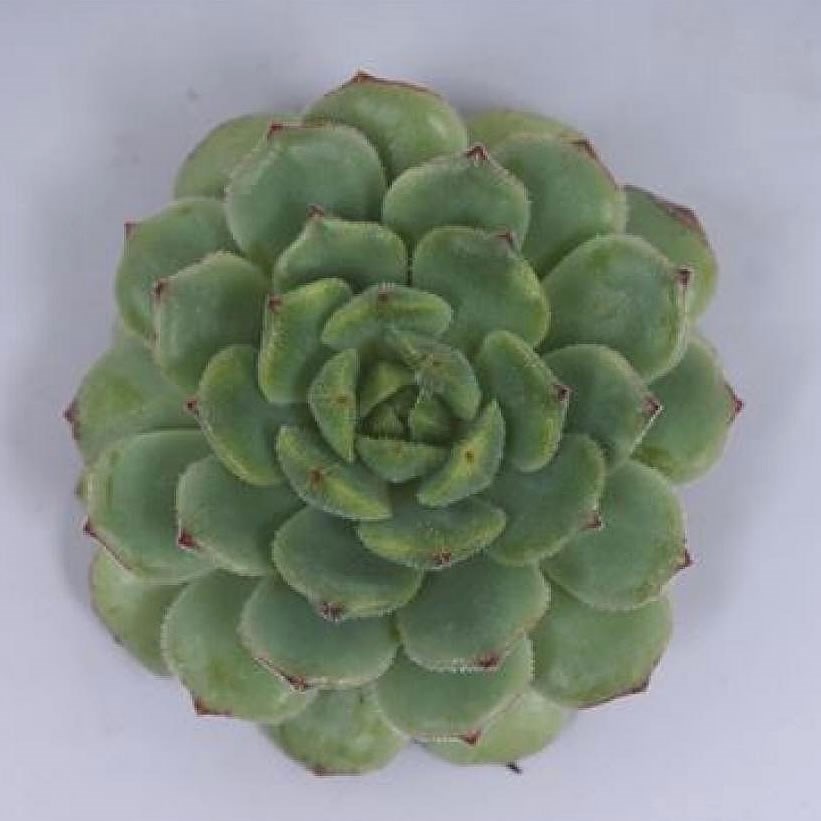 ECHEVERIA DERENBERGII GREEN 9cm