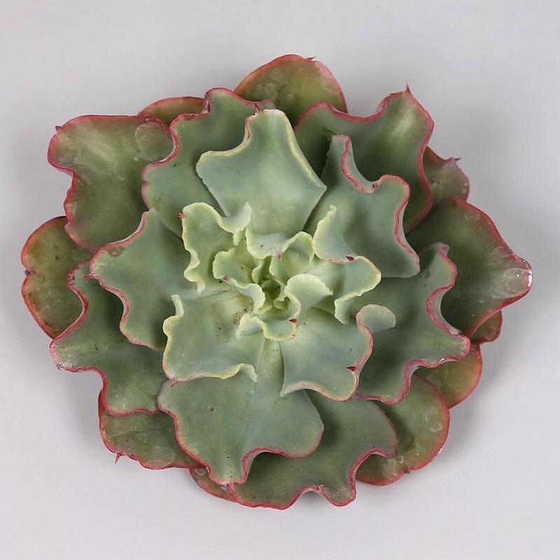 ECHEVERIA DOROTHY 10cm