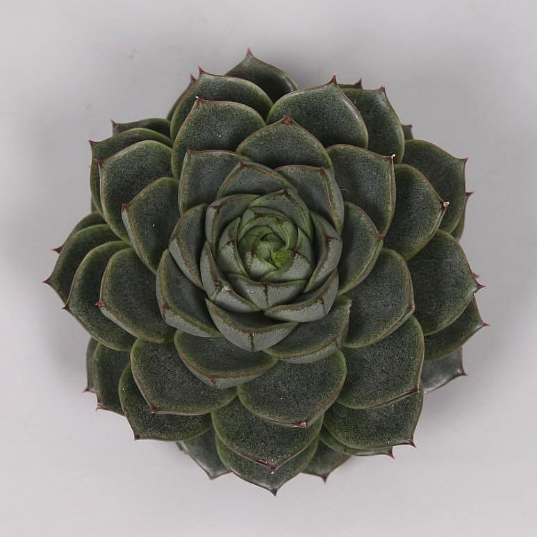 ECHEVERIA FABIOLA 5CM