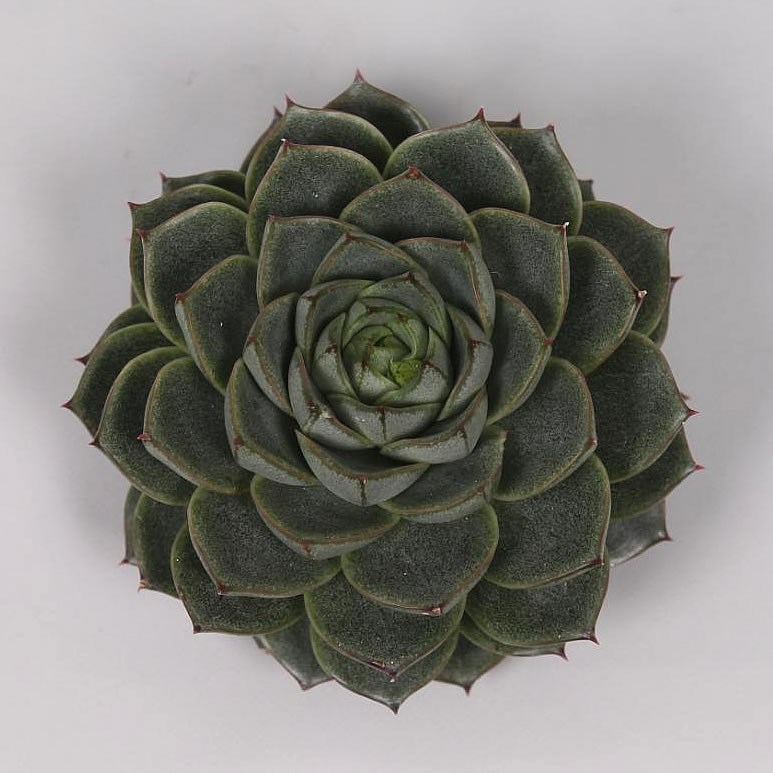 ECHEVERIA FABIOLA 9cm