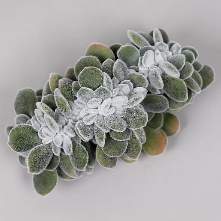 ECHEVERIA FROSTY CRISTATA 9cm