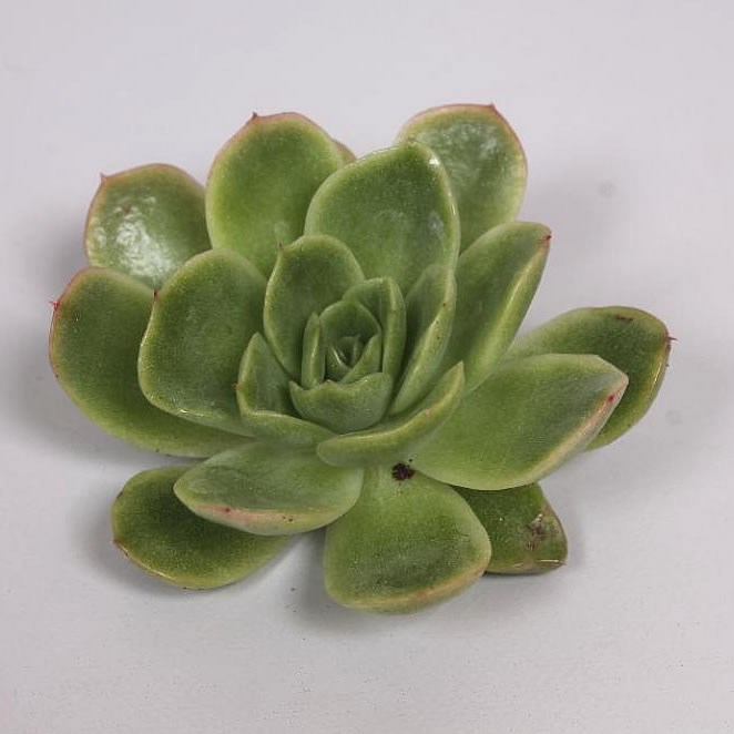 ECHEVERIA GILVA 10cm