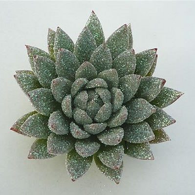 ECHEVERIA GLITTER PEARL 10cm