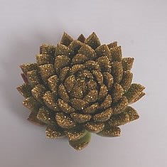 ECHEVERIA GOLD GLITTER 9cm