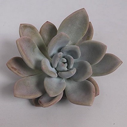 ECHEVERIA GRAPTOVERIA OPALINA 9CM