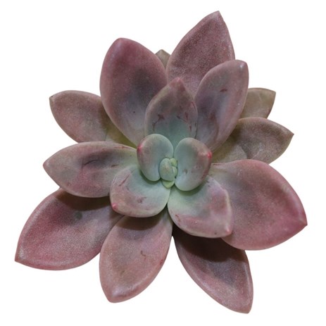 ECHEVERIA GRAPTOVERIA ROSIE CROW 9CM