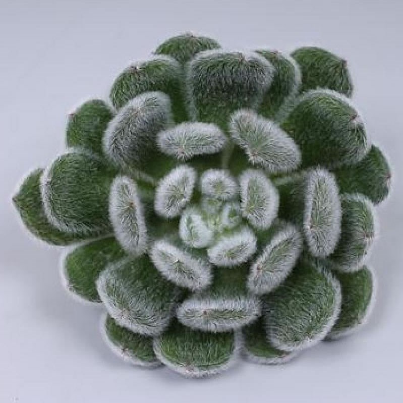 ECHEVERIA GREEN VELVET 9cm