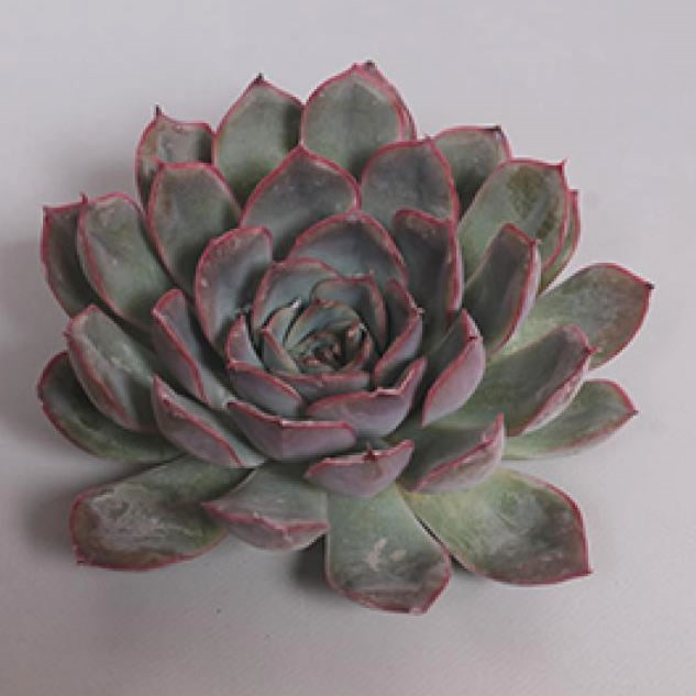 ECHEVERIA HERCULES 10cm