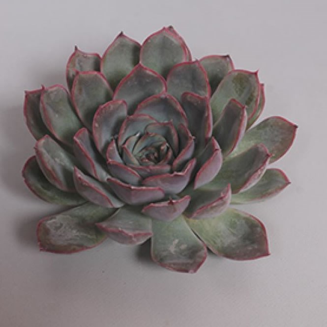 ECHEVERIA HERCULES 9cm