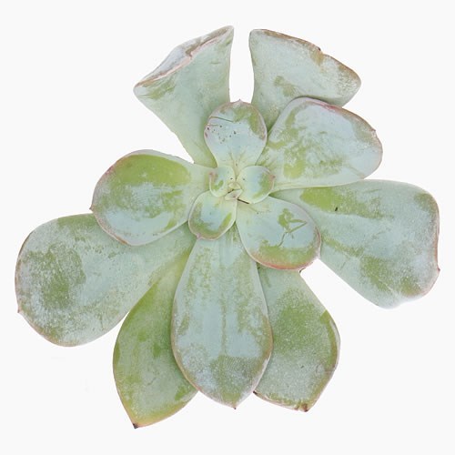 ECHEVERIA LAUII HYBRID 10CM