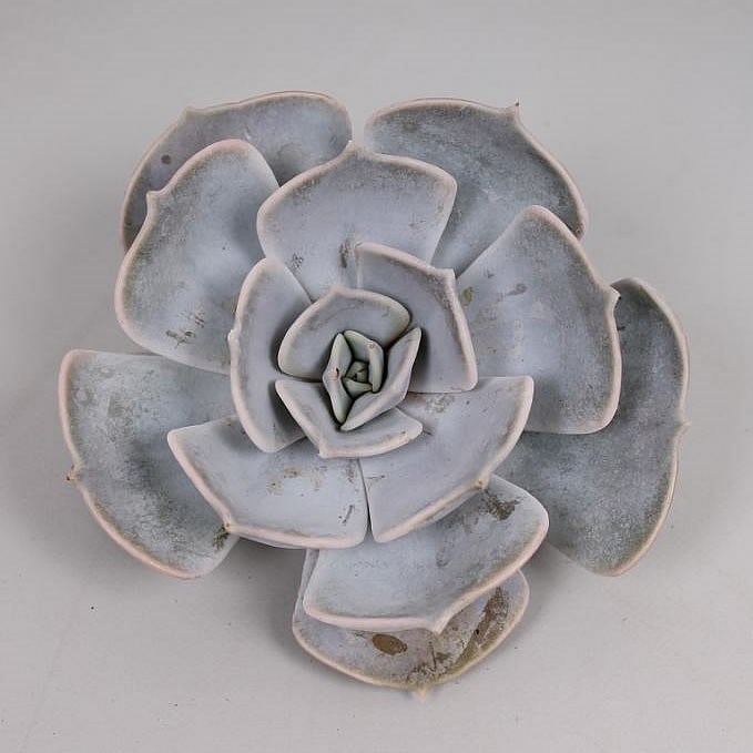ECHEVERIA LILACINA 5CM