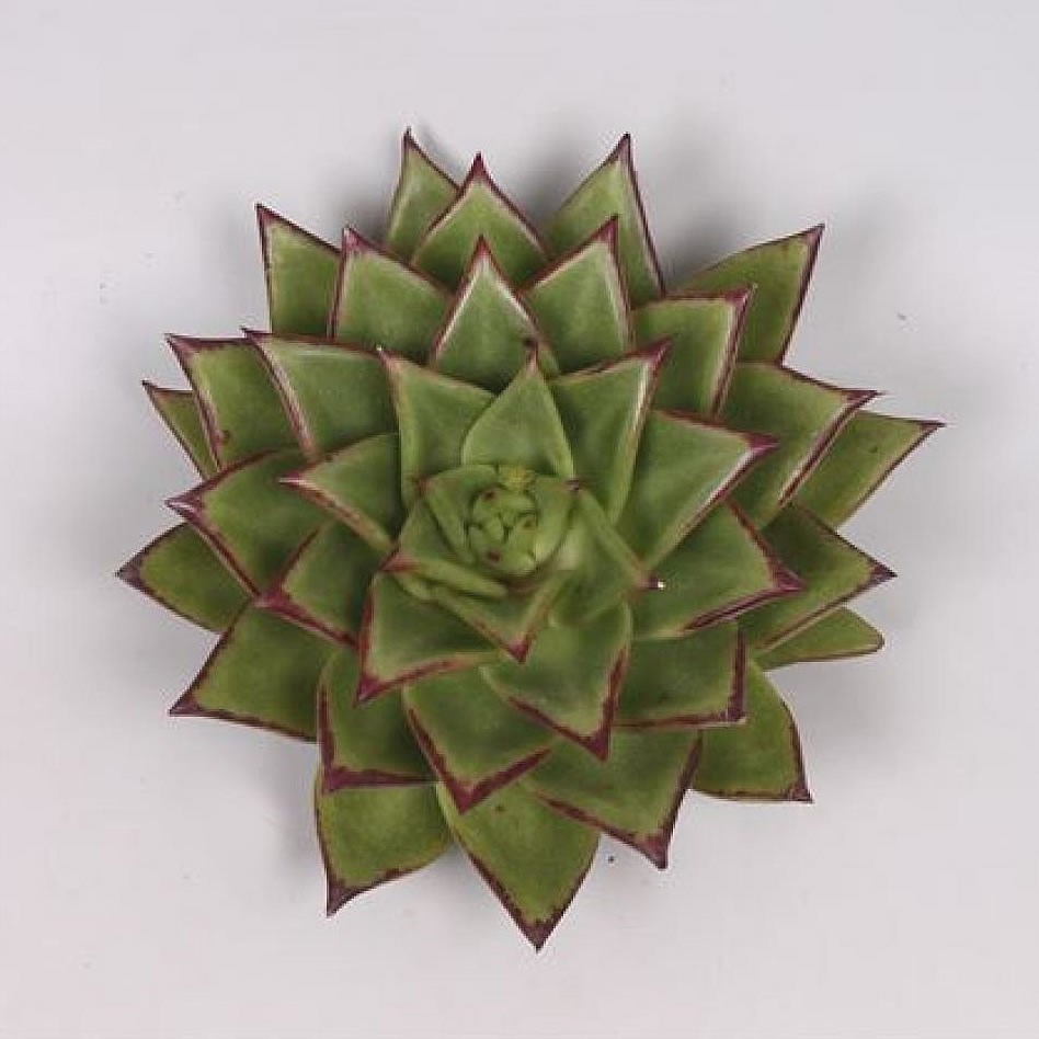 ECHEVERIA LIPSTICK 10cm
