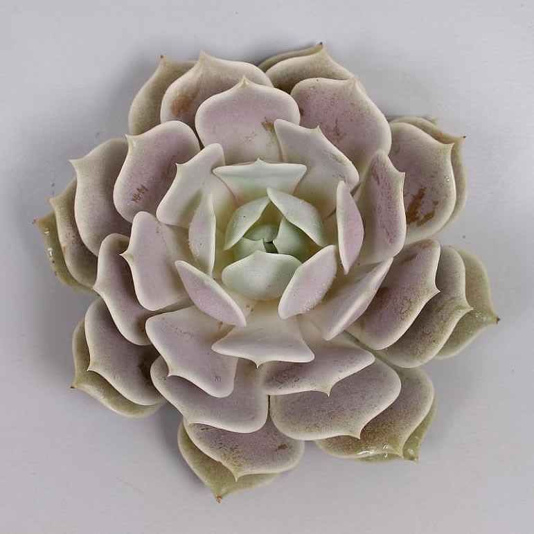 ECHEVERIA LOLA 5CM