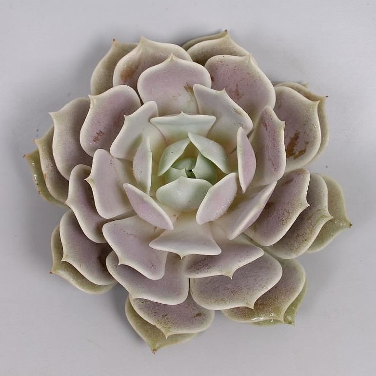 ECHEVERIA LOLA 9cm | Wholesale Dutch Flowers & Florist