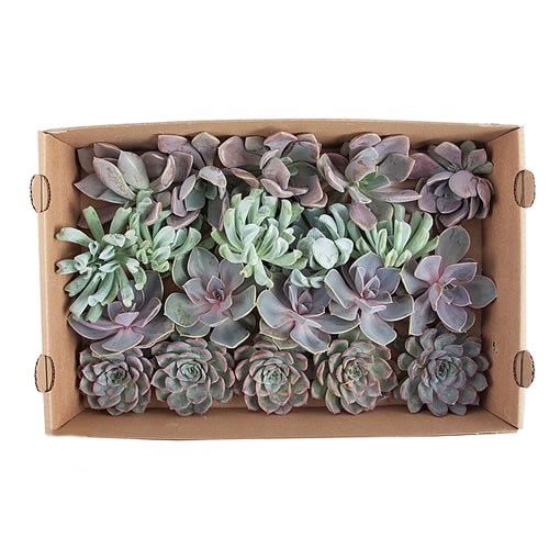 ECHEVERIA LOVE MIX 10CM