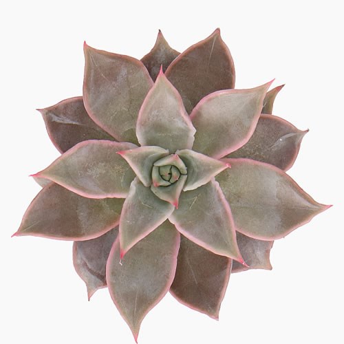 ECHEVERIA MANDIBA 5CM