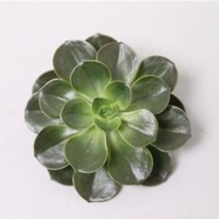 ECHEVERIA MELACO 5CM