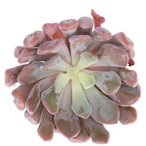 ECHEVERIA METALLICA 9CM
