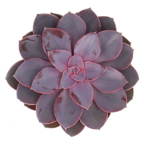 ECHEVERIA METALLICA PEARL 5CM