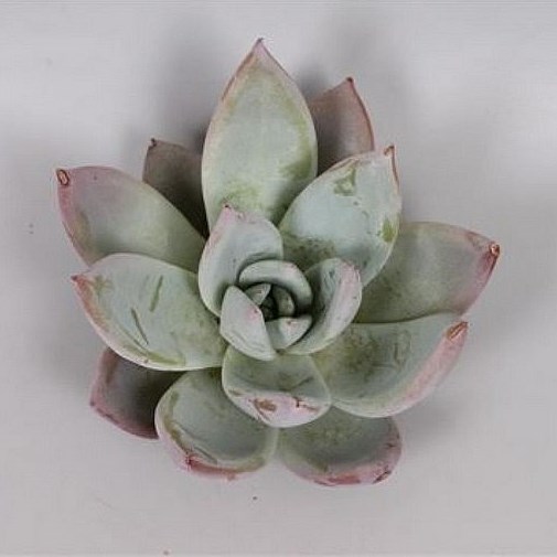 ECHEVERIA MEXICAN GIANT 9CM