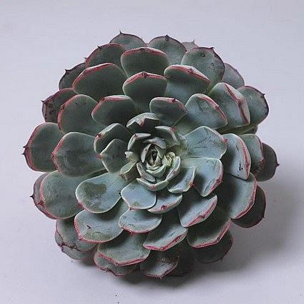 ECHEVERIA MINIMA 5CM