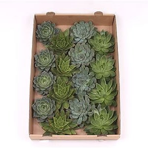 ECHEVERIA MIX GREEN 10CM