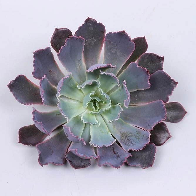 ECHEVERIA NEONBREAKER 12CM