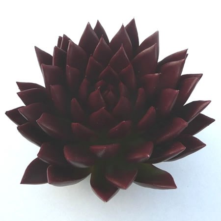 ECHEVERIA PAINTED BURGUNDY 10cm