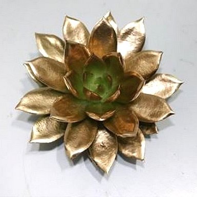 ECHEVERIA PAINTED GOLD 10CM