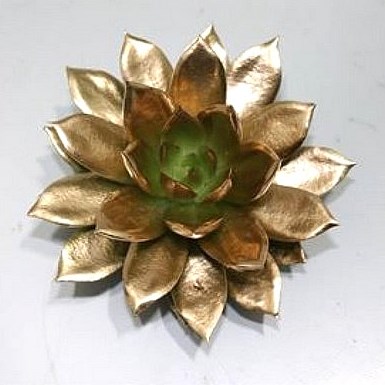 ECHEVERIA PAINTED GOLD 12CM