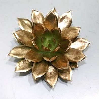 ECHEVERIA PAINTED GOLD 9CM