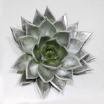 ECHEVERIA PAINTED SILVER 9CM