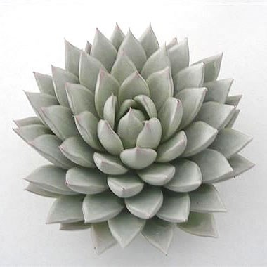 ECHEVERIA PAINTED WHITE 10cm