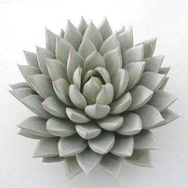 ECHEVERIA PAINTED WHITE 10cm