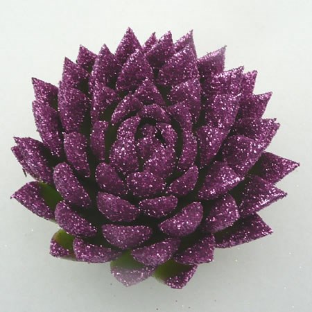 ECHEVERIA PURPLE GLITTER 9cm