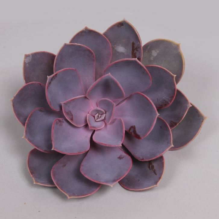 ECHEVERIA PURPLE PEARL 12cm