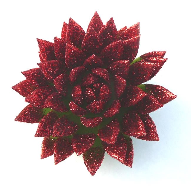ECHEVERIA RED GLITTER 9cm