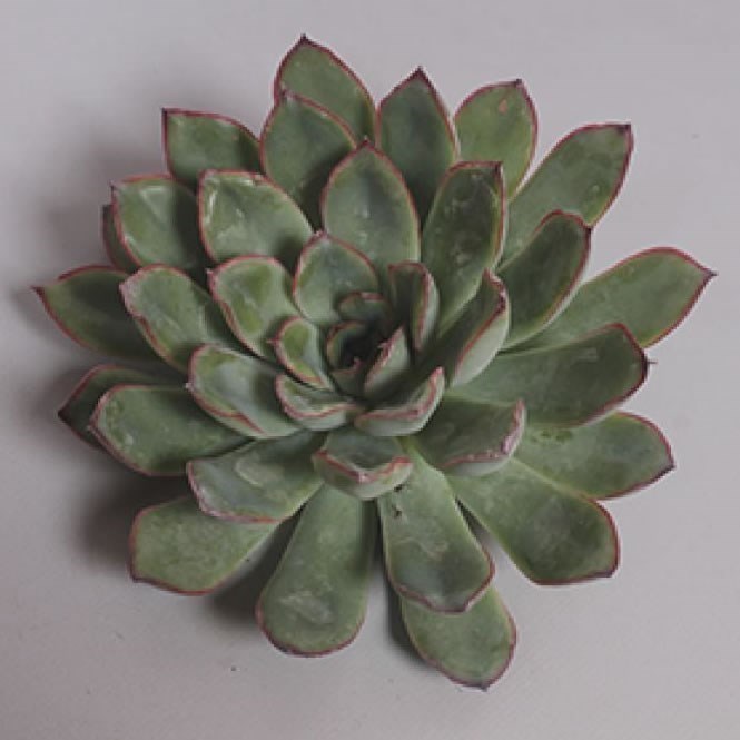 ECHEVERIA RONDO 15CM