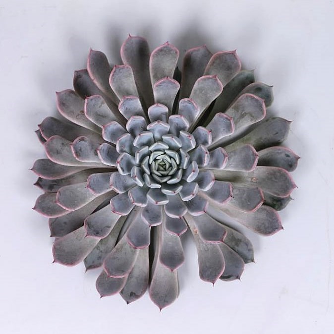 ECHEVERIA ROSEA 10cm