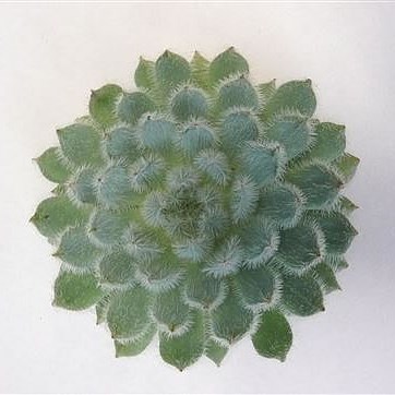 ECHEVERIA SETOSA-RUNDELLI 12CM