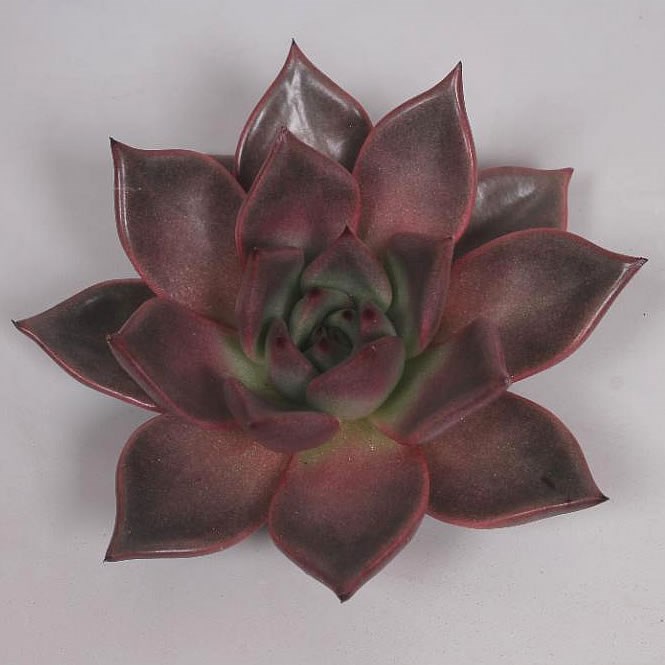 ECHEVERIA TAURUS 10cm