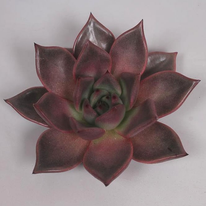 ECHEVERIA TAURUS 5CM