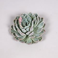 ECHEVERIA ZONNESTRAAL 10cm